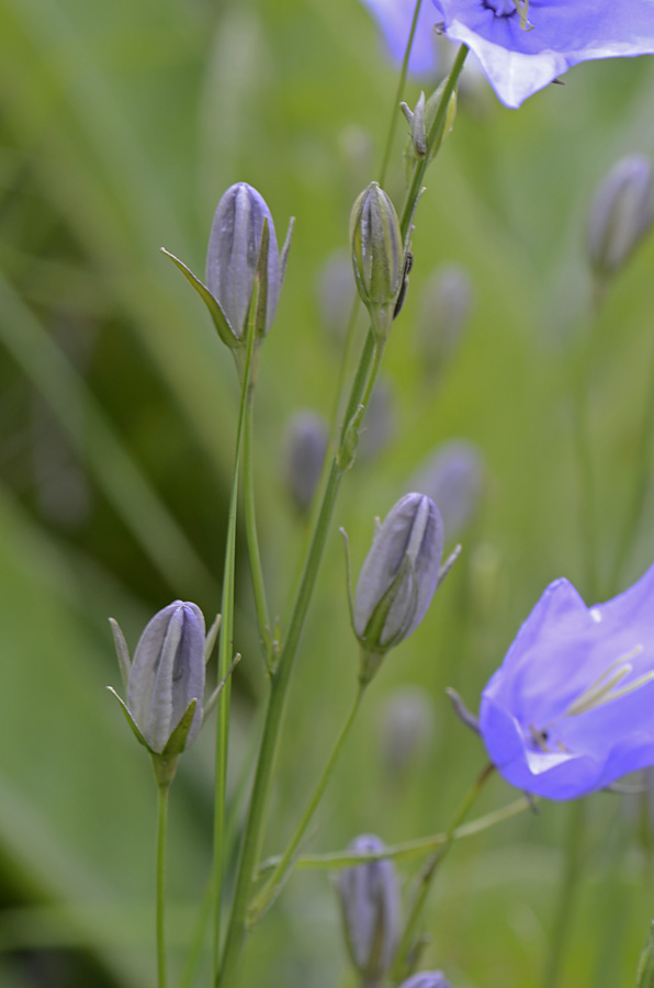 Campanula persicifolia / Campanula a foglie di pesco